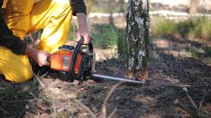 Best Tree Disease Treatment  in Madison Heights, VA